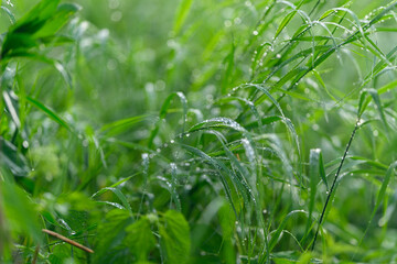 The vibrant Lush Green Grass adorned with Dew Drops thrives in a Peaceful Serene Environment