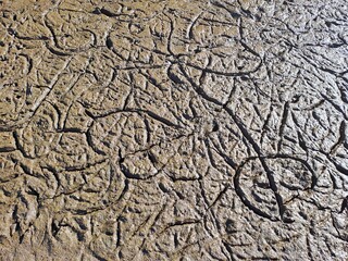 dry cracked earth