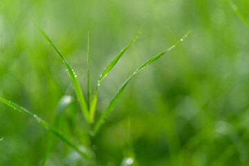 A CloseUp View of DewKissed Grass Blades Surrounded by Lush Greenery Everywhere Nearby