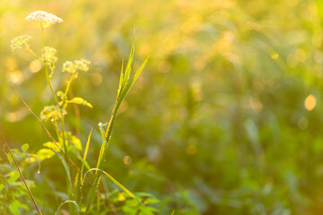 Fototapeta premium Golden Hour Serenity A Bright Green Nature Closeup Amidst Beautiful Scenery and Light