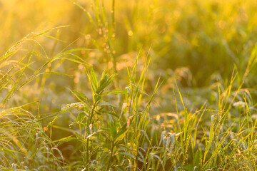 The Gentle Morning Light Illuminates the Dewy Grass in the Expansive Green Field