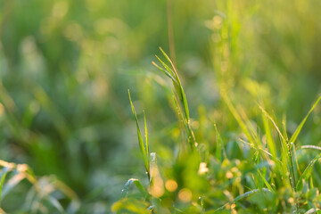 Sunlit Grassland The Serenity and Beauty of Nature in Vibrant and Refreshing Colors