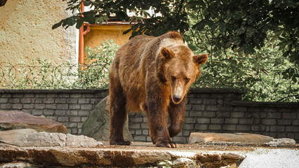 A wild brown bear strolls along the rocks in its zoo enclosure against a backdrop of green foliage and a brick wall. A majestic wild animal in captivity, a symbol of strength and wilderness.
