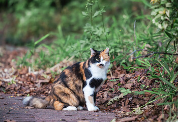たくましく生きる野良猫