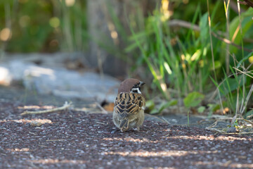 太った雀の背中・後ろ向き
