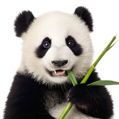 Fototapeta premium Cute panda cub eating bamboo isolated on transparent background in closeup view