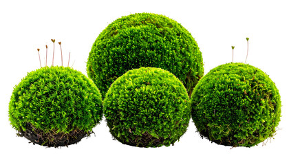 Four spherical, vibrant green moss covered orbs, with a dark background