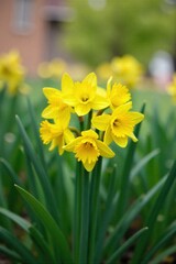 Fototapeta premium Daffodil Patch against a Blurred Green Background A visually appealing cluster of yellow daffodils in sharp focus, with the surrounding greenery and background rendered in a soft, artistic bokeh blur.