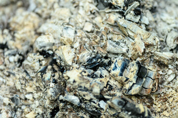 CloseUp View of Natural Ashes and Minerals Displayed in Various Earthy Textures and Tones