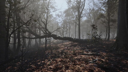 Fototapeta premium In the early morning, a tranquil forest reveals itself as mist envelops the trees. Fallen branches and the vibrant forest floor create an enchanting and serene atmosphere.