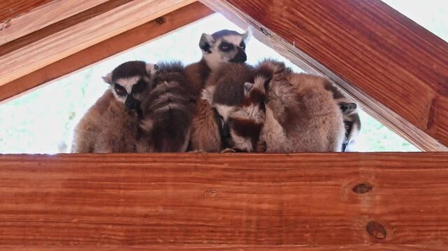  Ringtail lemurs seek shelter under outside roof.