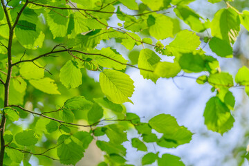 Vibrant and Lush Green Leaves Bathed in Beautiful Natural Light, A Stunning Display of Nature