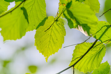 Vibrant and Lush Green Leaves Embraced by Nature for All to Appreciate and Enjoy