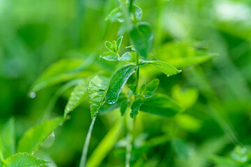 Lush, vibrant green leaves adorned with glistening raindrops beautifully captured in nature
