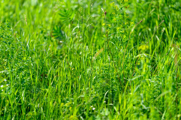 Lush and Vibrant Green Grass Flourishing in the Heart of Natures Beauty and Wonder