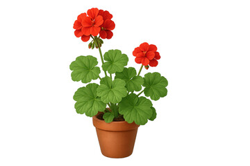 Red geraniums in small terracotta pot with round green leaves and vibrant blooms