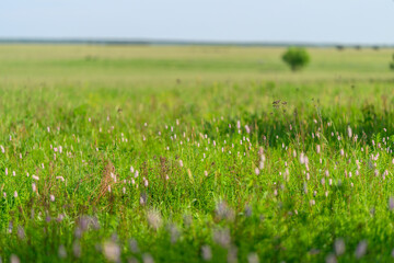 A Beautiful Lush Green Meadow Filled with Blooming Wildflowers Beneath the Open Sky