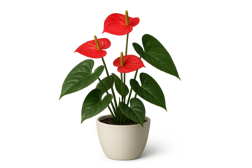 Red flamingo flower (anthurium) with glossy green leaves in beige pot