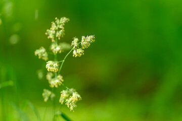 Elegant Grass Flowering in a Beautiful and Lush Green Background for Everyone to Enjoy