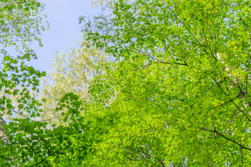 Vibrant Green Foliage thriving beautifully in the Expansive Lush Forest Canopy above you