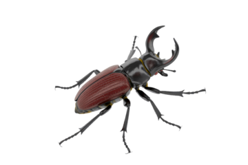 A detailed 3D render of a male stag beetle featuring prominent mandibles, a dark body, and reddish-brown wing covers. background removed