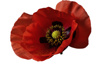 Crimson-red common poppy flower, unfurling translucent petal with intricate veins & pollen-dusted black pistil, isolated on transparent, dramatic macro lighting. Botanical study