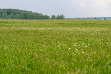 A Lush Green Meadow Beautifully Displaying Its Vibrancy Beneath a Calm Cloudy Sky Above