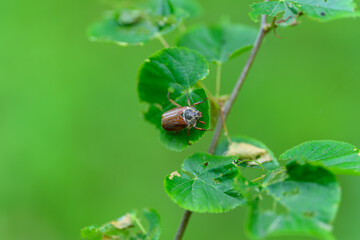 A detailed closeup image showing a beautiful beetle crawling on vibrant green leaves in nature