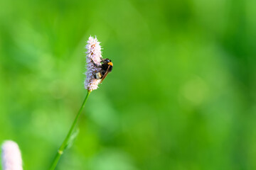A solitary bee sits on a blooming wildflower, vividly contrasting against a lush green background