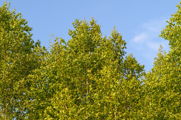 Lively and Vibrant Green Foliage Presenting Beautifully and Elegantly Under a Clear Blue Sky