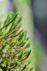 Macro photograph featuring lush, green pine needles (Pinus species) with fine textures and sharp details
