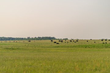Expansive Pastureland Featuring Grazing Cattle Beneath a Beautifully Clear Blue Sky