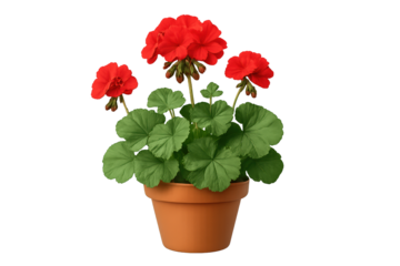 Bright red geraniums in terracotta pot with lush green leaves