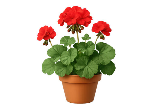 Bright red geraniums in terracotta pot with lush green leaves