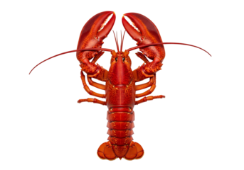 Top View of Cooked Lobster with Red Shell on White Background