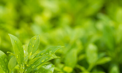 Close-up macro of green tea leaves and raindrops,close-up of water droplets on tea leaves. green tea leaves on a blurred background.