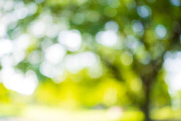 Green bokeh background from nature forest out of focus,Blur defocused park garden tree in nature background.