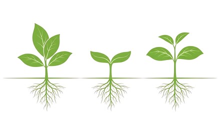 Obraz premium Three green seedlings illustrate the growth process, showcasing the plant's roots against white