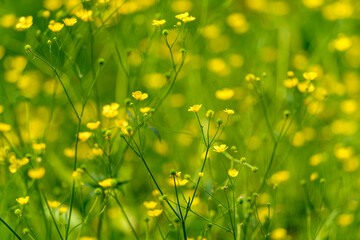 A stunning array of vibrant yellow wildflowers blooming beautifully in a lush green meadow