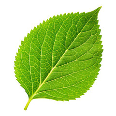 Closeup of a vibrant green leaf isolated on transparent background, showcasing its veins