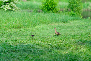 A Beautiful and Peaceful Nature Scene Featuring Colorful Birds Resting in Lush Grass