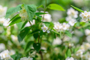 Naklejka premium Delicate White Jasmine Flowers Are Beautifully Blossoming in Full Bloom Right Now