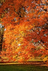 Autumn Fall Colors Landscape with Red Yellow and Green Trees Reflected in Calm Water | Colorful Foliage, Reflection, and Serene Nature Scene Showing Seasonal Beauty of Fall
