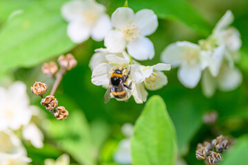 A Bumblebee is Doing Its Essential Job by Feeding on Beautiful Blossoms in a Lush Garden Environment
