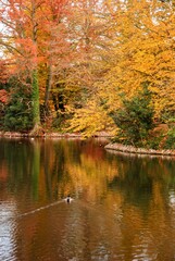 Autumn Fall Colors Landscape with Red Yellow and Green Trees Reflected in Calm Water | Colorful Foliage, Reflection, and Serene Nature Scene Showing Seasonal Beauty of Fall
