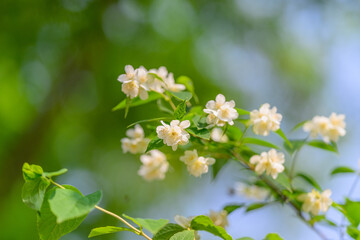 Delicate Blossoms Set Against a Lush Green Background Create a Stunning Visual Harmony