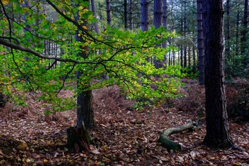 Autumn Fall Colors Landscape with Red Yellow and Green Trees Reflected in Calm Water | Colorful Foliage, Reflection, and Serene Nature Scene Showing Seasonal Beauty of Fall
