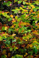 Autumn Fall Colors Landscape with Red Yellow and Green Trees Reflected in Calm Water | Colorful Foliage, Reflection, and Serene Nature Scene Showing Seasonal Beauty of Fall
