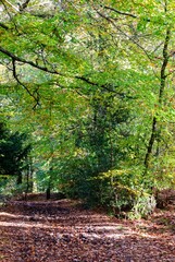 Autumn Fall Colors Landscape with Red Yellow and Green Trees Reflected in Calm Water | Colorful Foliage, Reflection, and Serene Nature Scene Showing Seasonal Beauty of Fall
