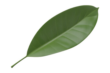 Obraz premium A single, vibrant, dark green, glossy rubber tree leaf with prominent veins, displayed on a solid transparent background. background removed